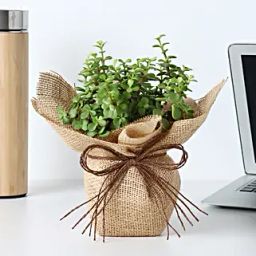 Forever Grateful To Mom Jade Plant Pot Hand Delivery-image-28