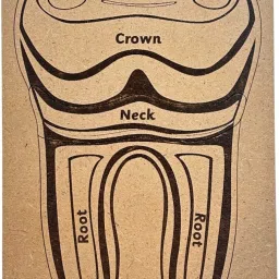 Anatomy Of The human Tooth-21