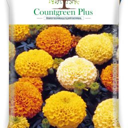 African Marigold Flower Seeds Seed-image-11