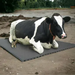 A96Black Cow Mat For all animals, BPA Free, Easy Clean And Waterproof Size 8*5 | Cow, Hamster Pet Mat-image-77
