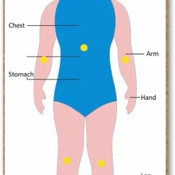 Parts of Body Tray-image-14