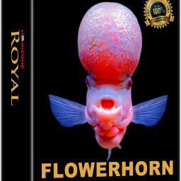 Royal Flowerhorn Daily Nutrition Fish Food, 100g 0.1 kg Dry New Born, Adult, Young, Senior Fish Food-picture-4