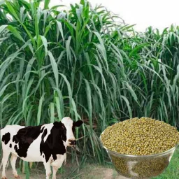 1kg bajra Animal grass seeds more milk and soft green grass seeds Seed-image-31