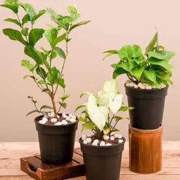 nurserylive Money Green, Syngonium Podophyllum Silver Pearl , Jasminum Mogra Natural Plant-picture-13