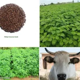 Hybrid Dashrath grass seeds Seed-picture-24