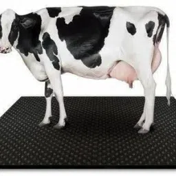 Cow mat Premium Black XL SIZE black color Cow, Dog, Hamster, Guinea Pig, Miniature Pig Pet Mat-image-9