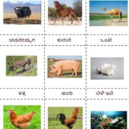 Cut and Paste Animals and Birds Educational Charts, Set of 10 A4 Sheets, Kannada Labelled image 2