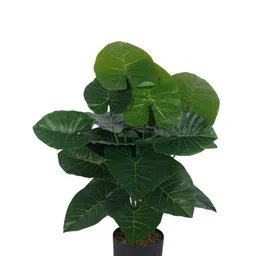 Home Bloom Green 1 Pieces Money Artificial Plant With Pot-image-96