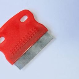 Head Lice And Eggs Removed From The Hair Mulricolour Pack of 1-image-14
