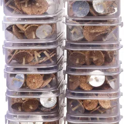 Floating Oil Wicks (Parsi Vat) Set of 12 packs (50 Pcs Per Box Total 600 Wicks) Candle-image-55
