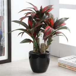 fourwalls Fabric Multicolour Dracaena Bonsai In A Ceramic Vase Artificial Plants-picture-16