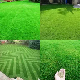 ibains Dhaka carpet grass seeds for lawn pack of 4500 Seed-picture-35