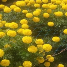 hhbr Garden Net for Creeper Plant Climbing Support Net 2X100 Meter with 7 Inch Mesh Garden Tool Kit image 3
