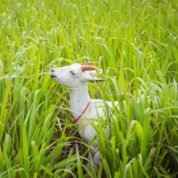 ™ cow|goat grass seeds,hybrid sorghum sudan grass seeds for farming Seed-image-83