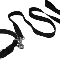 Regular Dog Everyday Collar-23