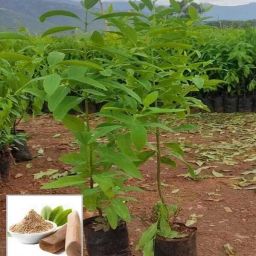 White Sandalwood Plant-image-62