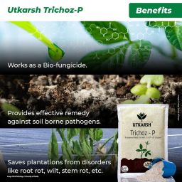 Utkarsh Trichoz-P (Trichoderma Viride 1.5% W.P.: 2 x 10^6 CFU/gm min.) for Plants, Crops and Home Gardening (1 Kg; Pack of 1) image 4