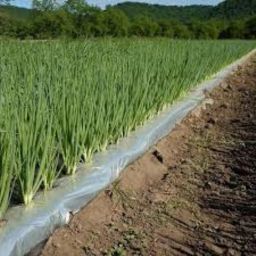 AgriVision Mulching Paper for Onion, Garlic, Cucumber, Green Chili & More - 25 Micron |Width 4 Feet |Length 400 Meter Roll | 4x4 Inch Hole Spacing (10 Lines) (25-MIC-Mulch-Paper) image 1