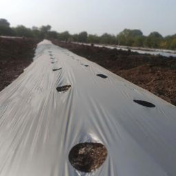 AgriVision Zig-Zag Hole 25 Micron Mulching Paper | 25 Micron |Width 4ft |Length 400 Meter Weed Control Roll image 5