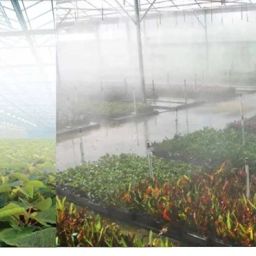 APPSTER (1pcs) Irrigation Fogger System 4 Way Fogger Assembly Unit with Check Valve for Garden, Greenhouses, Mist Cooling System and Poultry Farm - Pack of 1 image 4