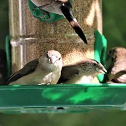 Amijivdaya Large Bird Feeder with Holding Handle (Pack of 1) image 5