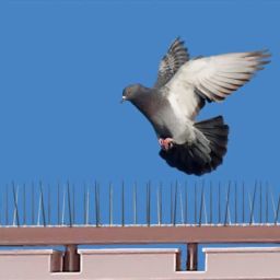 SPIKEZONE - Bird Spikes Set of 10 Pcs, Anti Pigeon Spikes, Polycarbonate Bird Control Spikes image 2
