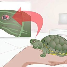 Pet Care International (PCI) Turtle i-Care & Turtle Cal Drop - Swollen, Inflamed, Infected Eye & for Strong Shell and Provide Essential Calcium of Healthy Turtle Healthcare (Combo) (30ml) image 4