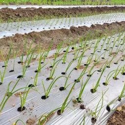 AgriVision Mulching Paper for Onion, Garlic, Cucumber, Green Chili & More - 25 Micron |Width 4 Feet |Length 400 Meter Roll | 4x4 Inch Hole Spacing (10 Lines) (25-MIC-Mulch-Paper) image 2