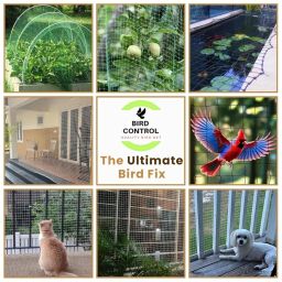 Bird Control Nylon Anti-Bird Net Uv Stabilized Transparent Monofilament Knotted Nylon Bird Net with Cable Ties & Tying Ropes (10Ftx6Ft) image 2