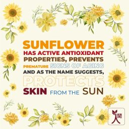 Ningen Sunflower Sunscreen SPF 30 I For all Skin Types (100g) | Goodness of Wheat Germ, Liquorice and Geranium I No White Cast, Water Resistant, Broad Spectrum Protection I Irritation & Praben Free image 2