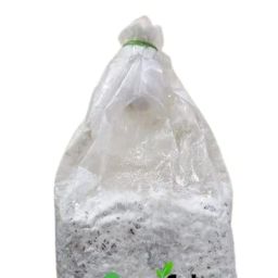 White Button Mushroom Spawn Seeds (400g) High-yield oyster mushroom seeds suitable for mushroom cultivation and growing image 4