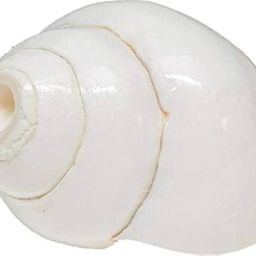 Original Lakshmi Sangu Conch Shell Shankh for Pooja Blowing Shankh (White) Medium size 12 CM length and 18CM Round image 3