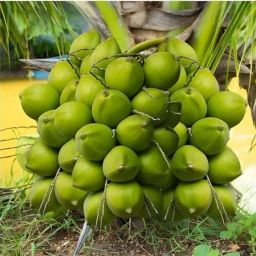 Coconut Plant-image-61