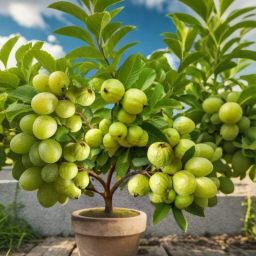 Guava Plant-13
