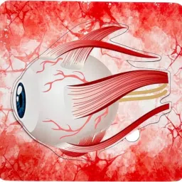 Human Eye Anatomy-19