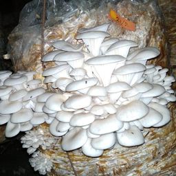 Gachwala Oyster Mushrooms Spawn 1Kg - Grain Seeds - First Generation High Yield White Mycelium Spores Edible CO2 Variety + 5 PP image 3
