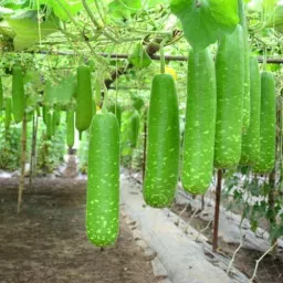 F1 Hybrid long Bottle Gourd seeds, lau Seed-image-32