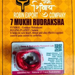 100% Genuine 7Mukhi Nepali Rudraksha Seven Faced Rudraksh Certificate Lab Test Sterling Silver Wood-image-41