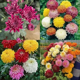 ibains Guldaudi winter flower seeds pack of 39 Seed-picture-30
