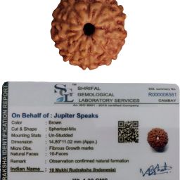 10 Mukhi Rudraksha With Lab Certificate, 100% Original Indonesia Origin Ruthratcham Bead Size 15-16 mm Color Brown for Men and Women Wood Pendant-image-24