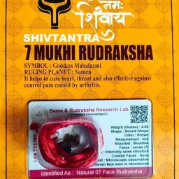 7Mukhi Nepali Rudraksha Seven Faced Rudraksha With Certified Lab Tested Wood Pendant-image-8