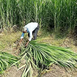 sri sai forestry CSV 33 MF (Anant) Fodder Grass Seeds, High Yield Multi Cut Grass Seed image 4