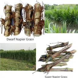 Dwarf Napier/Indonesian Napier & Super Napier, Each 10 Total 20 Grass Stick Seed-image-58