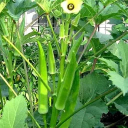 Green bhindi seeds pack of 27 Seed-image-99