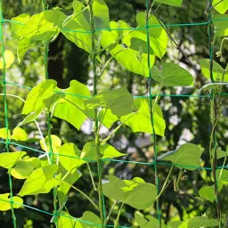 world net enterprise Plant Climbing Net & Gardening Netting (10Feet*5Feet) Camping Net image 2
