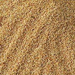 Yellow Millet Small Size Nuts 1 kg Dry Adult, Young Bird Food-22