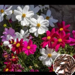 Hybrid Mix Color Cosmos Flower Seeds - Pack of 55 Seeds Seed-image-47