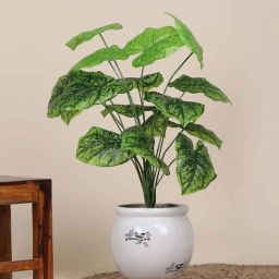 foliyaj 18 Leaf Dark Green Alocasia Plant Bunch 2 Feet Tall without Pot-picture-29