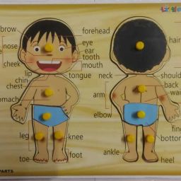 BODY PART KNOB TRAY BIG Educational Board Games-image-42