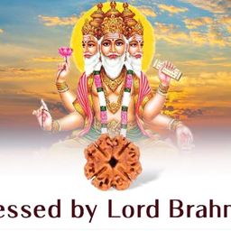 Dine Gems Brahma Rudraksha 4 Faced Rudraksha Original Rudraksha Chaar Mukhi Rudraksha 4 Mukhi Rudraksha Original Certified Nepal Four Faced Rudraksha Real Char Mukhi Rudraksha image 5